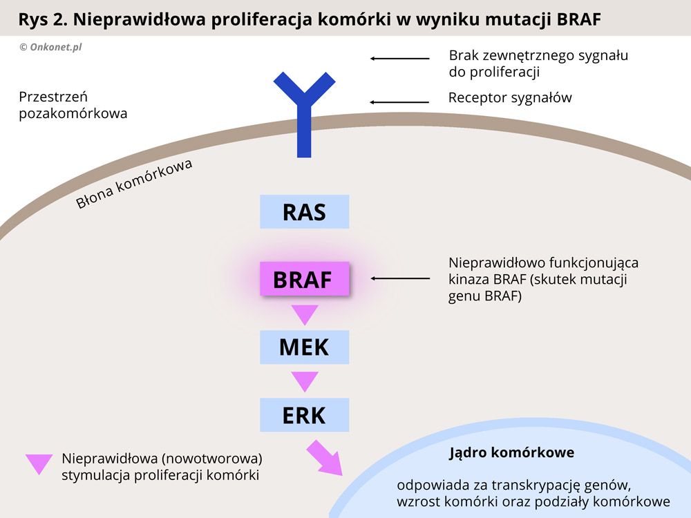 Nieprawidłowa (nowotworowa) proliferacja komórki w wyniku mutacji genu BRAF