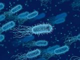 Helicobacter pylori – ilustracja poglądowa 